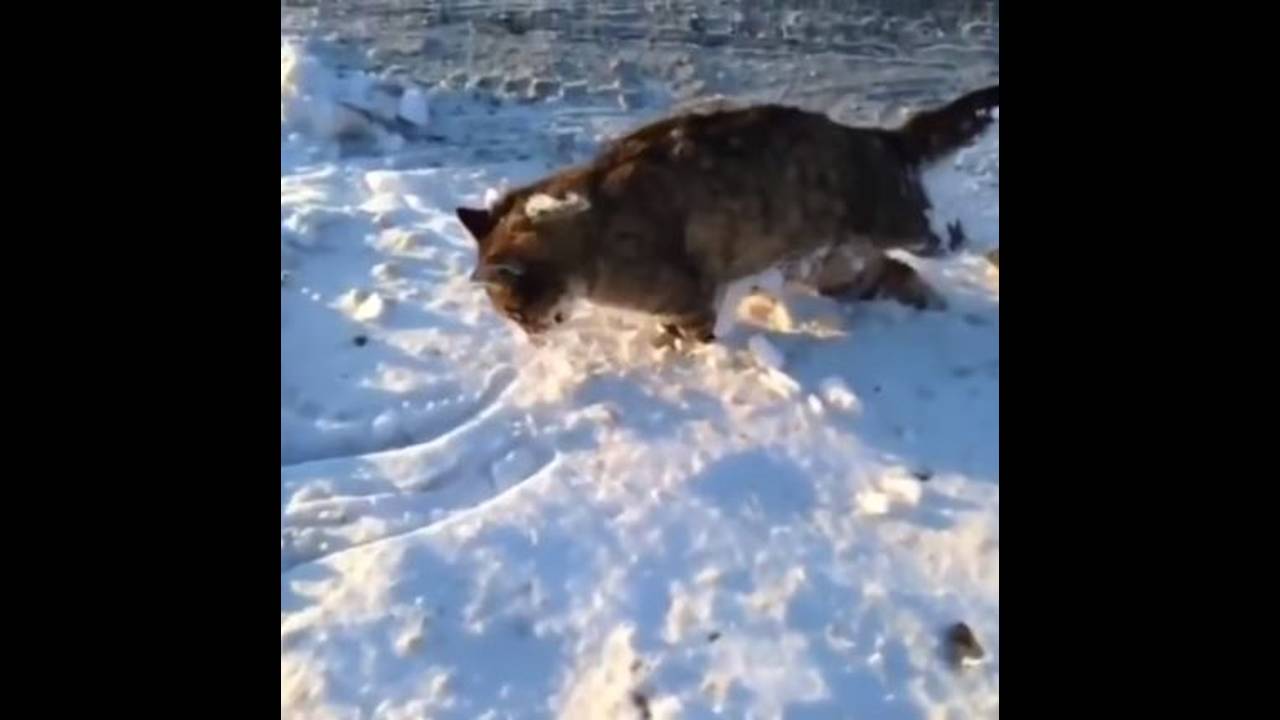 Τα ζώα στο Καζακστάν παγώνουν κυριολεκτικά από το κρύο: Στους -57 Κελσίου το θερμόμετρο (vid