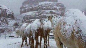 Χιόνισε στις ερήμους της Σ. Αραβίας καλύπτοντας με ένα λευκό πέπλο χιονιού ακόμη και τις καμήλες