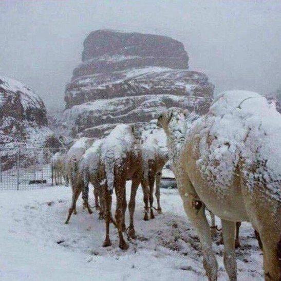 Χιόνισε στις ερήμους της Σ. Αραβίας καλύπτοντας με ένα λευκό πέπλο χιονιού ακόμη και τις καμήλες