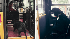 Σκύλος πηγαίνει κάθε μέρα μόνος του βόλτα στο κοντινότερο πάρκο, παίρνοντας το λεωφορείο