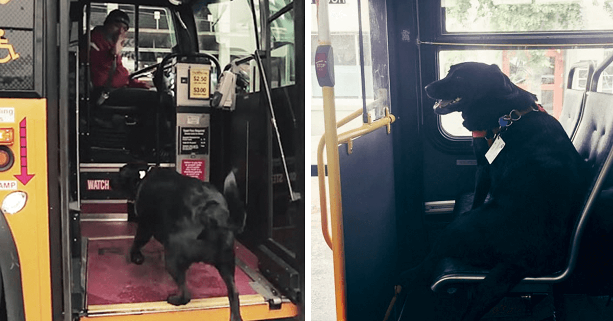 Σκύλος πηγαίνει κάθε μέρα μόνος του βόλτα στο κοντινότερο πάρκο, παίρνοντας το λεωφορείο