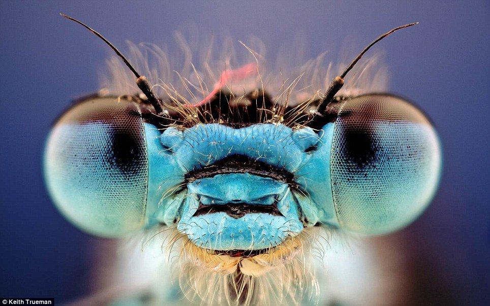 Αυτά είναι τα 10 πιο περίεργα και τρομακτικά έντομα που υπάρχουν στον κόσμο