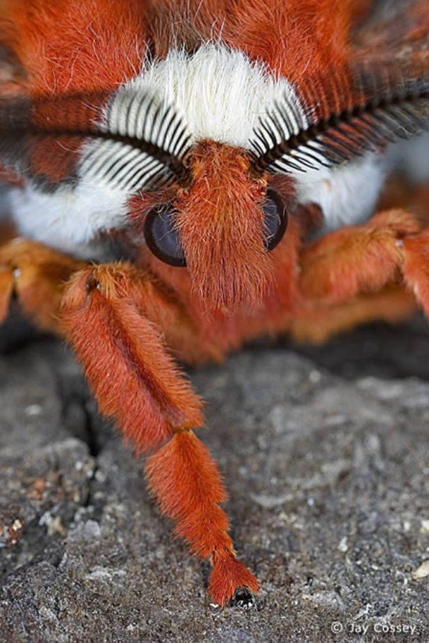 Αυτά είναι τα 10 πιο περίεργα και τρομακτικά έντομα που υπάρχουν στον κόσμο