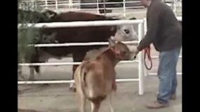 Συγκινητική ιστορία: Αγελάδα δε σταματά να κλαίει από όταν την χώρισαν από το μωρό της – Δείτε την αντίδρασή της όταν επανασυνδέονται
