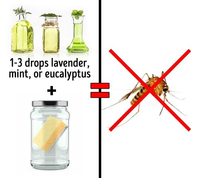 Απομακρύνετε με φυσικό τρόπο τα κουνούπια, τις κατσαρίδες και τα μυρμήγκια από το σπίτι χωρίς την χρήση χημικών!