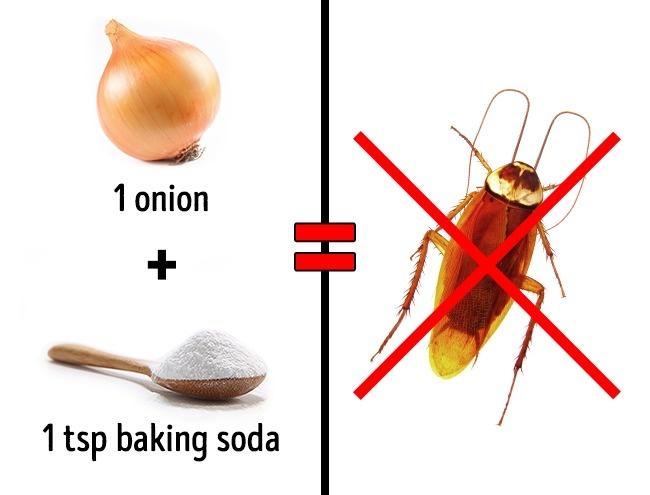 Απομακρύνετε με φυσικό τρόπο τα κουνούπια, τις κατσαρίδες και τα μυρμήγκια από το σπίτι χωρίς την χρήση χημικών!