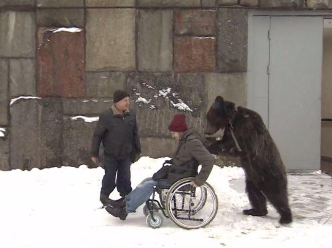 Απίστευτο και όμως αληθινό βίντεο: Αρκούδα σπρώχνει τον τραυματισμένο εκπαιδευτή της, που βρίσκεται σε αναπηρικό καροτσάκι.