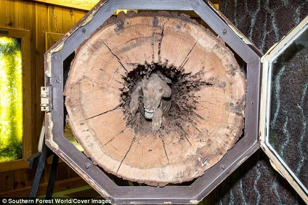 Ένας σκύλος κόλλησε μέσα στον κορμό του δέντρου για 20 χρόνια και μουμοποιήθηκε