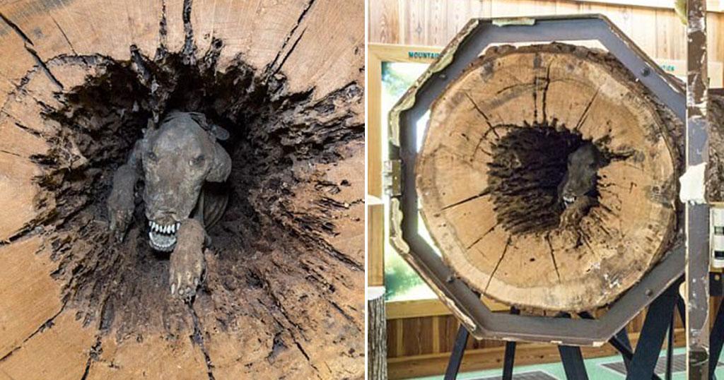 Ένας σκύλος κόλλησε μέσα στον κορμό του δέντρου για 20 χρόνια και μουμοποιήθηκε