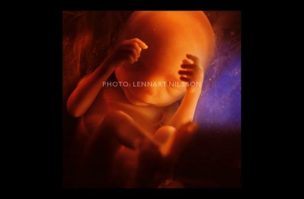 Συγκλονιστικές φωτογραφίες που αποτυπώνουν την ανάπτυξη του ανθρώπινου εμβρύου, από την σύλληψη μέχρι την γέννηση
