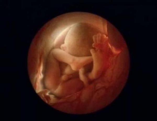 Συγκλονιστικές φωτογραφίες που αποτυπώνουν την ανάπτυξη του ανθρώπινου εμβρύου, από την σύλληψη μέχρι την γέννηση