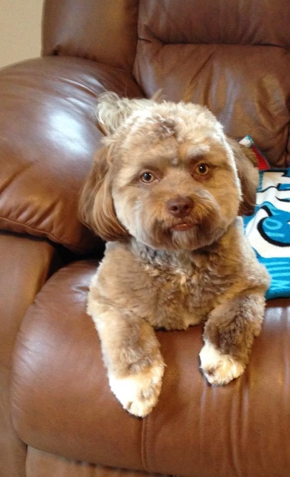 Μεγάλη αίσθηση έχει προκαλέσει στο διαδίκτυο αυτός ο σκύλος που μοιάζει με άνθρωπο (εικόνες)