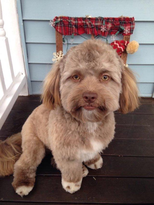 Μεγάλη αίσθηση έχει προκαλέσει στο διαδίκτυο αυτός ο σκύλος που μοιάζει με άνθρωπο (εικόνες)