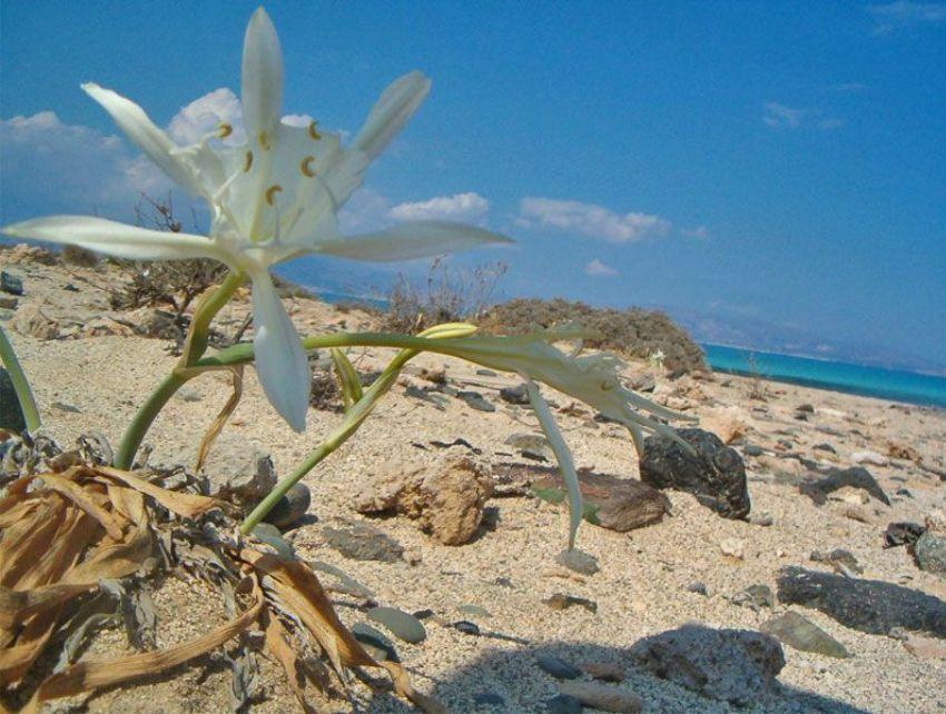 Χρυσή: Η ελληνική Χαβάη υπάρχει και είναι πραγματικά ένας παράδεισος!