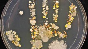Σοκαριστικό!!Δείτε πόσα βακτήρια υπάρχουν στο χεράκι “κάθε” 8χρονου παιδιού