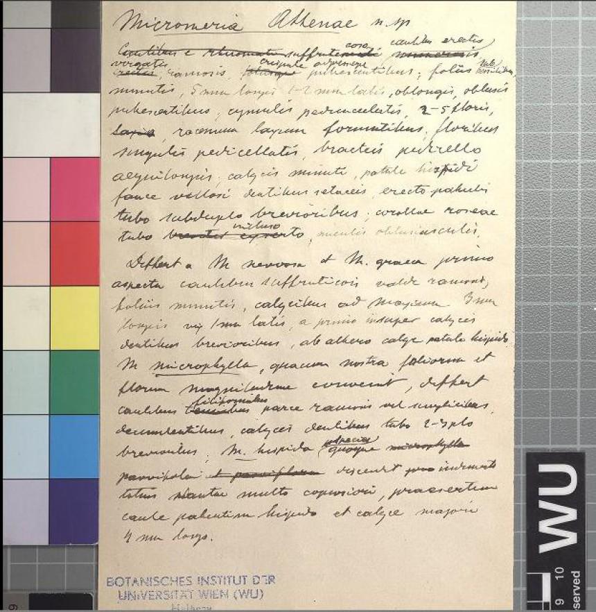 Το αγριολούλουδο αυτό φυτρώνει μόνο στην Ακρόπολη και δεν μπορείς να το βρείς πουθενά αλλού στον κόσμο! 7 αγριολουλουδο ακροπολη6