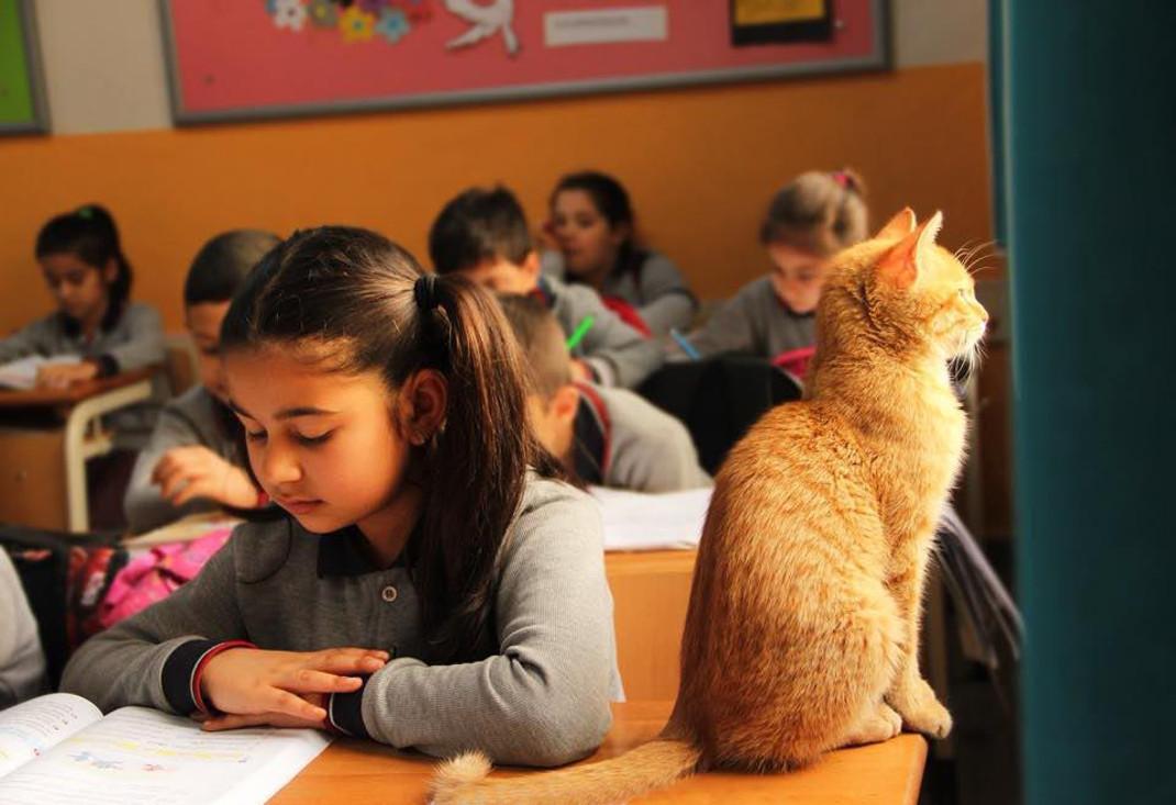 Αυτός ο πορτοκαλί γάτος υιοθετήθηκε από την τρίτη τάξη δημοτικού της Σμύρνης και κάνει μάθημα μαζί με τα παιδιά