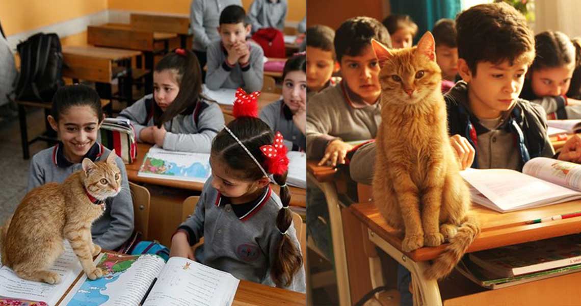 Αυτός ο πορτοκαλί γάτος υιοθετήθηκε από την τρίτη τάξη δημοτικού της Σμύρνης και κάνει μάθημα μαζί με τα παιδιά