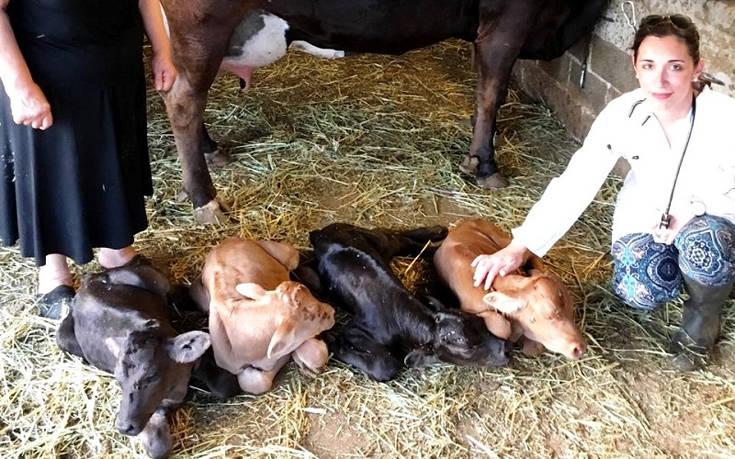 Ένα εξαιρετικά σπάνιο παγκόσμιο φαινόμενο: Αγελάδα γέννησε τετράδυμα στην Άνδρο
