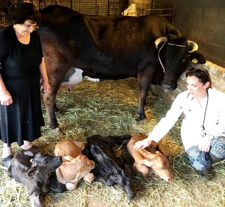 Ένα εξαιρετικά σπάνιο παγκόσμιο φαινόμενο: Αγελάδα γέννησε τετράδυμα στην Άνδρο