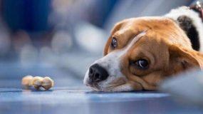 «Η ανθρωπιά ενός σκύλου»: Το ποστ της δημοσιογράφου στο φέισμπουκ που έγινε viral