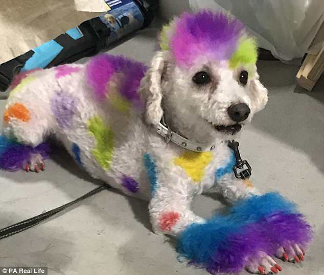 Μια 33χρονη υποστηρίζει οτι ο σκύλος της λατρεύει να του βάφουν το τρίχωμα