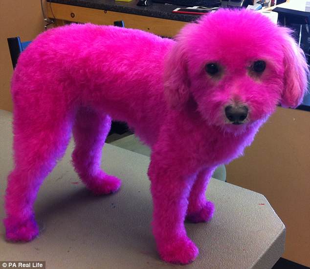 Μια 33χρονη υποστηρίζει οτι ο σκύλος της λατρεύει να του βάφουν το τρίχωμα