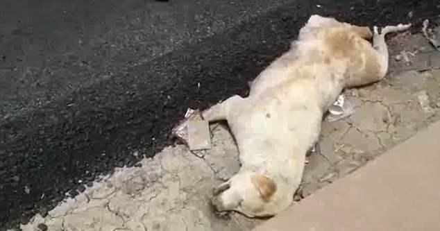 Ινδία: Ασφαλτόστρωσαν σκύλο στην άκρη του δρόμου!