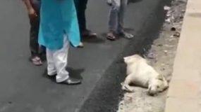 Ινδία: Ασφαλτόστρωσαν σκύλο στην άκρη του δρόμου!