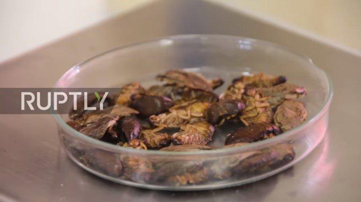 Επιστήμονες προτείνουν: Ψωμί κατσαρίδας που έχει γεύση ξηρών καρπών το οποίο μπορεί να σταματήσει την παγκόσμια πείνα