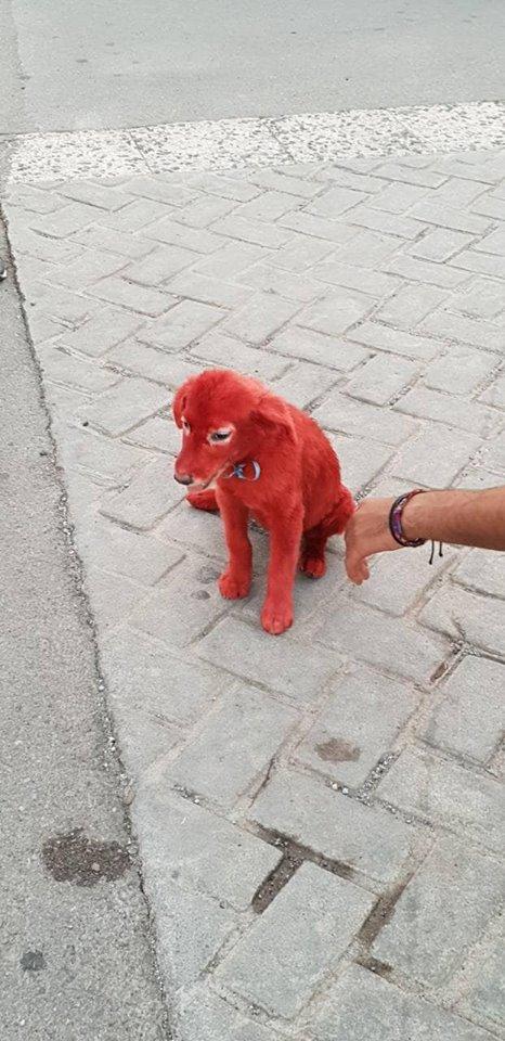 κουταβακι1