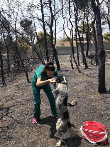 Ελληνίδα κτηνίατρος σώζει αθώες τετράποδες ψυχές μέσα στις καμένες εκτάσεις