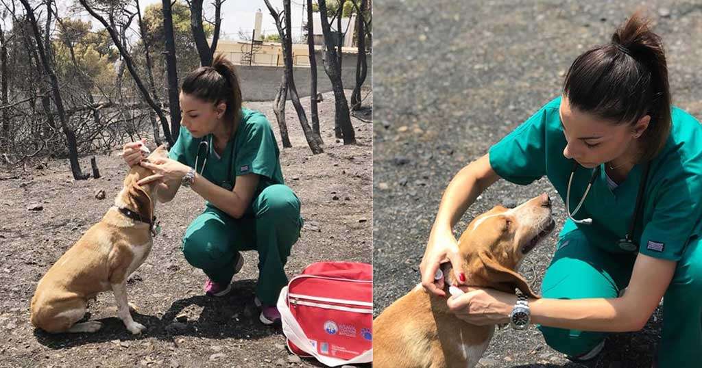 Ελληνίδα κτηνίατρος σώζει αθώες τετράποδες ψυχές μέσα στις καμένες εκτάσεις