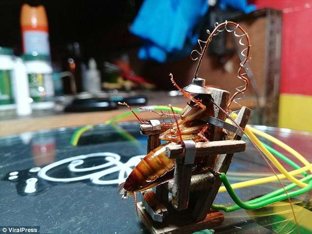 Ένας αντρας σκότωσε κατσαρίδα σε μίνι ηλεκτρική καρέκλα και προκάλεσε οργή
