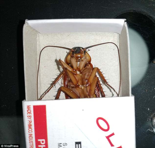 Ένας αντρας σκότωσε κατσαρίδα σε μίνι ηλεκτρική καρέκλα και προκάλεσε οργή