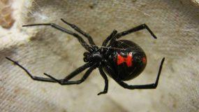 Συναγερμός από τσιμπήματα της μαύρης αράχνης