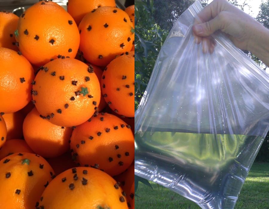 6+1 φυσικές λύσεις για να απαλλαγείτε από τις μύγες 6+1 φυσικές λύσεις για να απαλλαγείτε από τις μύγες