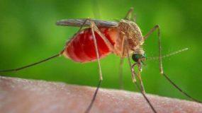 Προσοχή! Κόκκινος Συναγερμός σε 25 Δήμους. Μολυσμένα κουνούπια μεταδίδουν τον Ιό του Δυτικού Νείλου. Δείτε τη λίστα