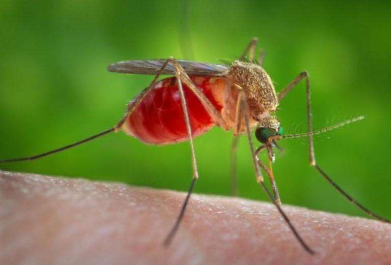Προσοχή! Κόκκινος Συναγερμός σε 25 Δήμους. Μολυσμένα κουνούπια μεταδίδουν τον Ιό του Δυτικού Νείλου. Δείτε τη λίστα