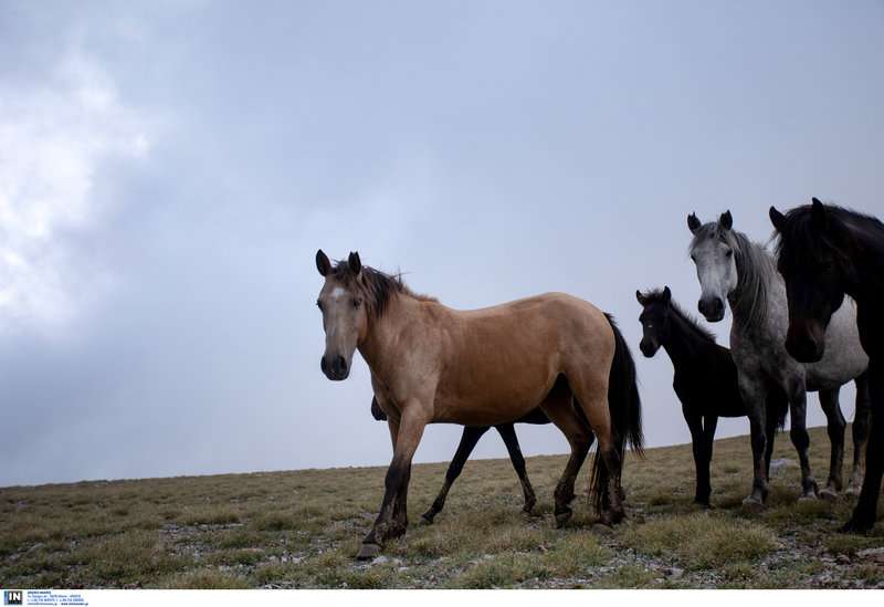 Τα εντυπωσιακά και πανέμορφα άγρια άλογα του Ολύμπου -Οι απόγονοι του Βουκεφάλα καλπάζουν ελεύθεροι και μαγεύουν τους επισκέπτες [εικόνες]