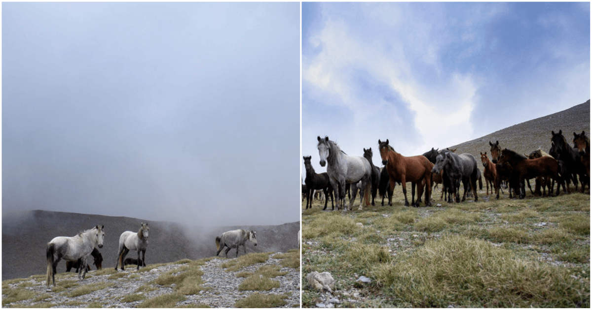 Τα εντυπωσιακά και πανέμορφα άγρια άλογα του Ολύμπου -Οι απόγονοι του Βουκεφάλα καλπάζουν ελεύθεροι και μαγεύουν τους επισκέπτες [εικόνες]