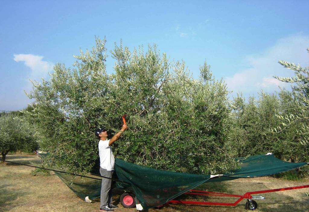 Αυτή τη πατέντα για το μάζεμα των ελιών την περίμενε ο κάθε Έλληνας!!! 2 πατεντα μαζεμα ελιων1