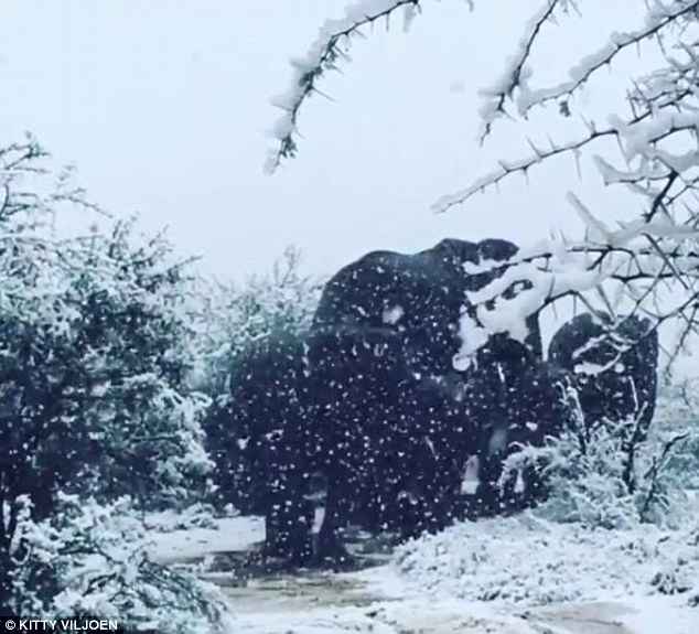 στα λευκα η νοτια αφρικη6