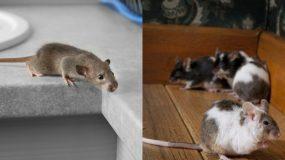 7 τρόποι που θα σας βοηθήσουν να κρατήσετε τα ποντίκια μακρυά από το σπίτι σας