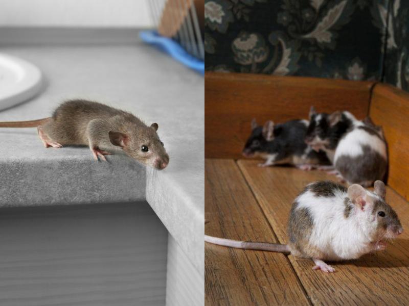 7 τρόποι που θα σας βοηθήσουν να κρατήσετε τα ποντίκια μακρυά από το σπίτι σας