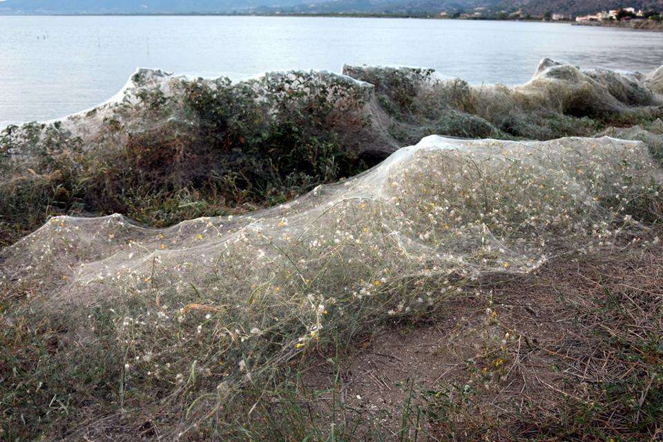 Αυτή είναι η εξήγηση για το φαινόμενο με τις αράχνες στο Αιτωλικό! 2 αιτωλικο1