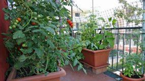Αυτά είναι τα λαχανικά που μπορείτε να φυτέψετε το φθινόπωρο στον κήπο ή το μπαλκόνι σας