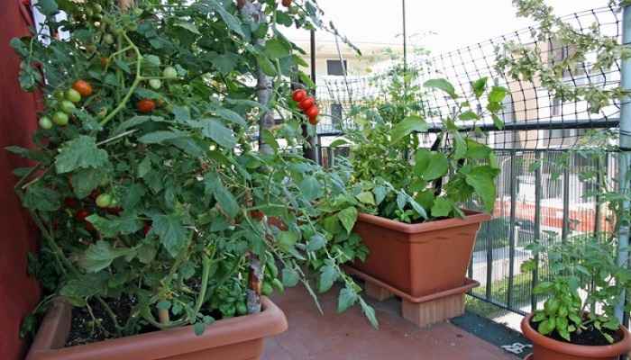 Αυτά είναι τα λαχανικά που μπορείτε να φυτέψετε το φθινόπωρο στον κήπο ή το μπαλκόνι σας