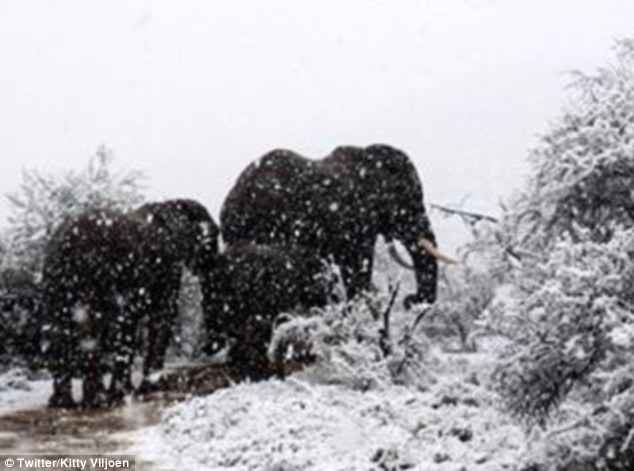 Σπάνιο τοπίο: Στα λευκά η Νότια Αφρική: Ελέφαντες και καμηλοπαρδάλεις μέσα στο χιόνι