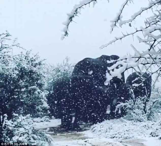 Σπάνιο τοπίο: Στα λευκά η Νότια Αφρική: Ελέφαντες και καμηλοπαρδάλεις μέσα στο χιόνι